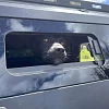 Steel Canopy for Nissan Navara NP300 + Pet Window Doors  - Image 16