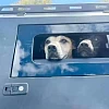 Steel Canopy GMW Cannon X & L & Vanta + with Pet Window Doors  - Image 13