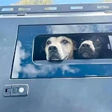 Triton 2024+ Steel Canopy - TradeCap | Pet Window + Rack