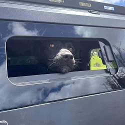 Steel Canopy for Toyota Hilux + with Pet Window Doors 